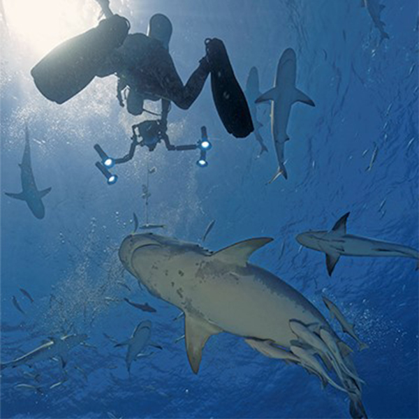 Bahamas Wrecks Blue hole and Sharks liveaboard safari