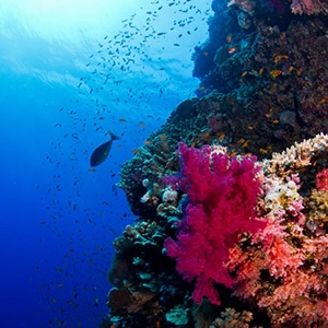Marsa Shagra diving trip Red Sea with Copenhagen diving school in September 2024